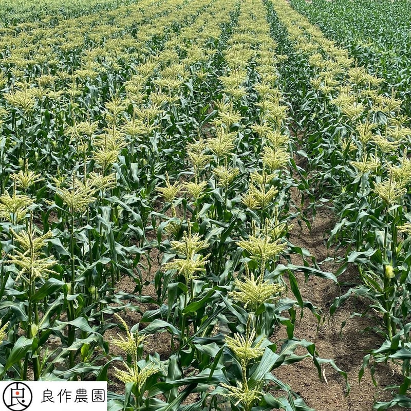 今しか食べれない!! ”採れたて新鮮” ひげつきヤングコーン 20本入