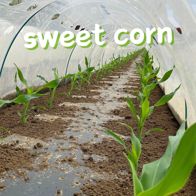 今しか食べれない!! ”採れたて新鮮” ひげつきヤングコーン 20本入