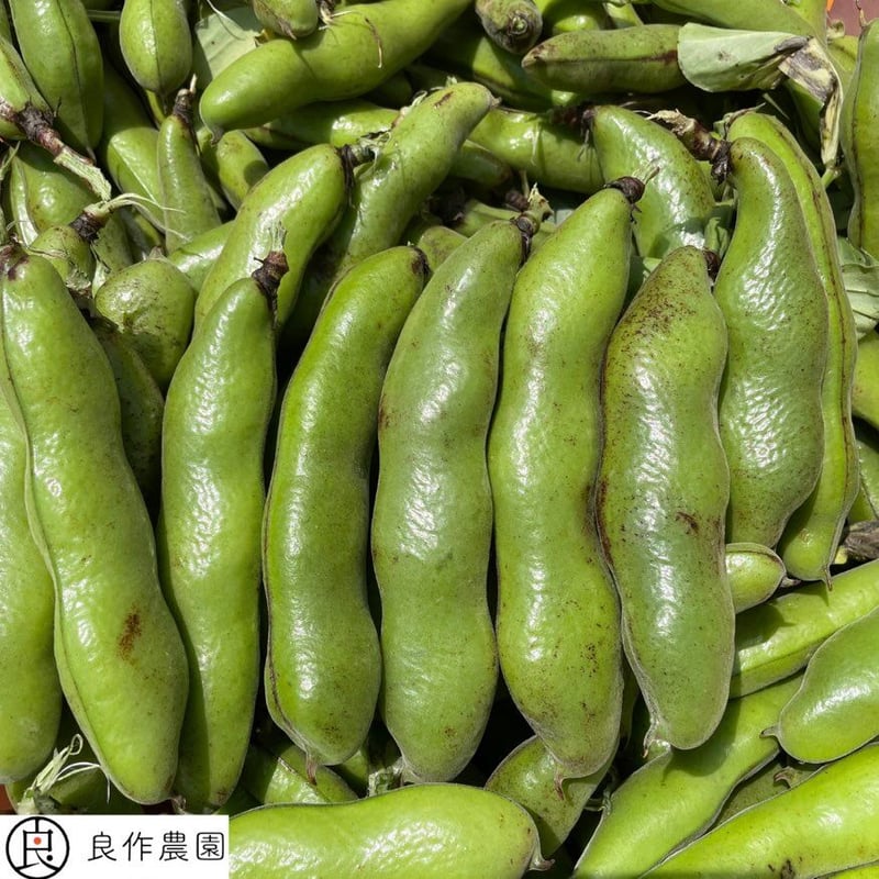 採れたて新鮮