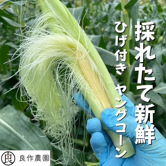 今しか食べれない!! ”採れたて新鮮” ひげつきヤングコーン 20本入