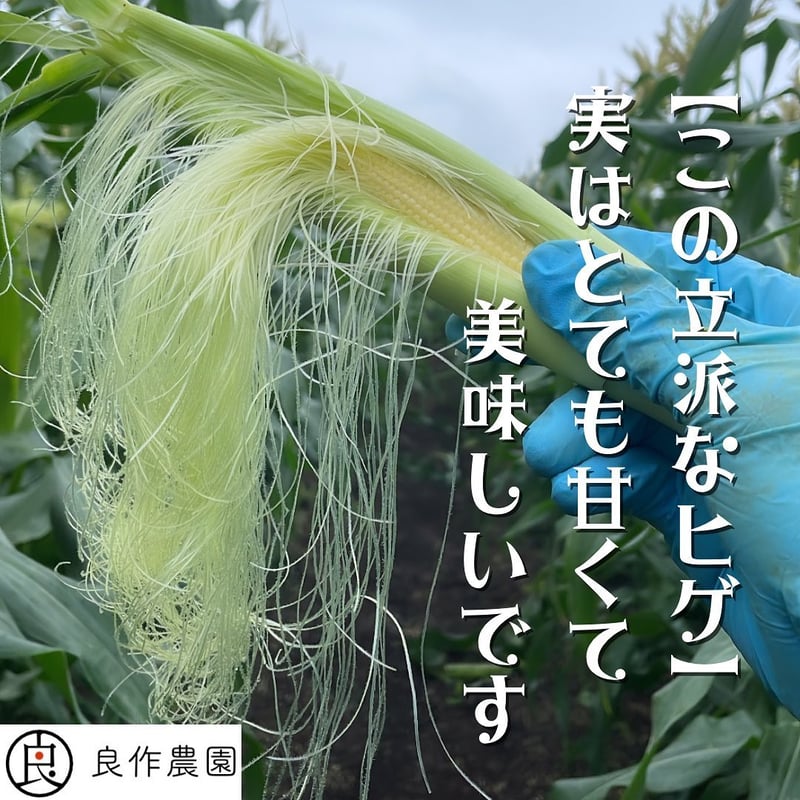 今しか食べれない!! ”採れたて新鮮” ひげつきヤングコーン 20本入
