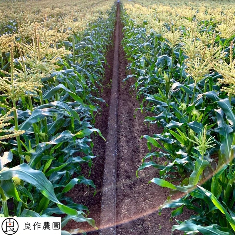 今しか食べれない!! ”採れたて新鮮” ひげつきヤングコーン 20本入