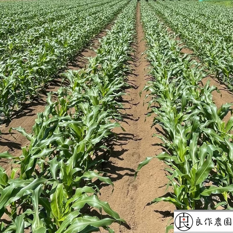 今しか食べれない!! ”採れたて新鮮” ひげつきヤングコーン 20本入