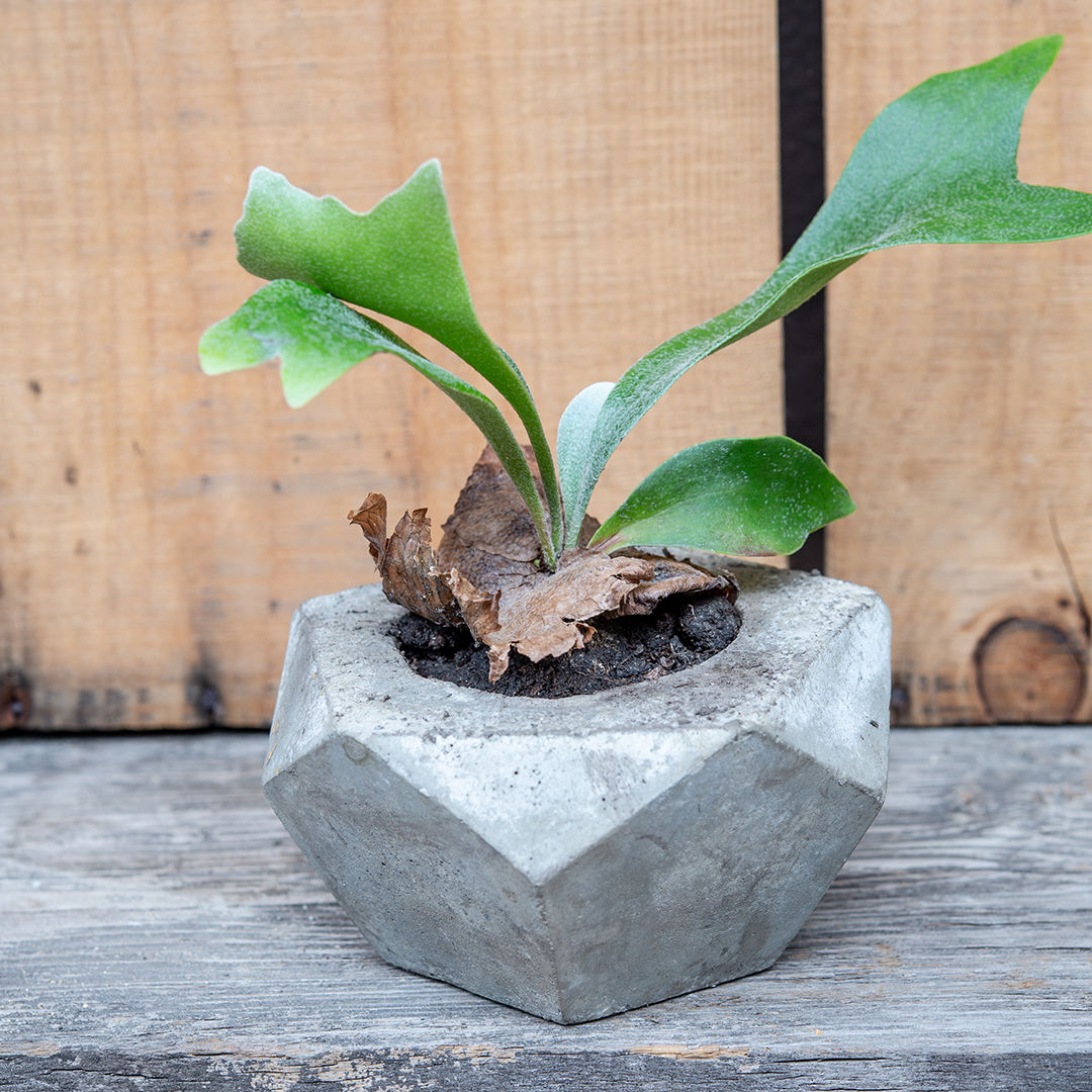 超巨大！！ コウモリラン ビカクシダ 大株 - 観葉植物