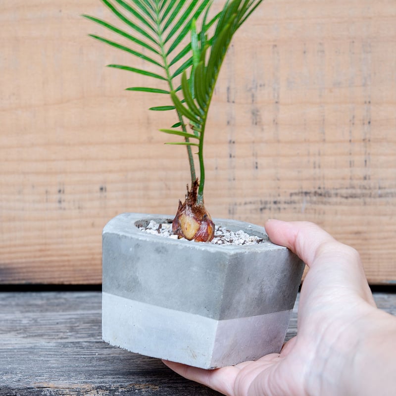 ソテツ_01 シルバー | SATO RISA GRAPHIC DESIGN