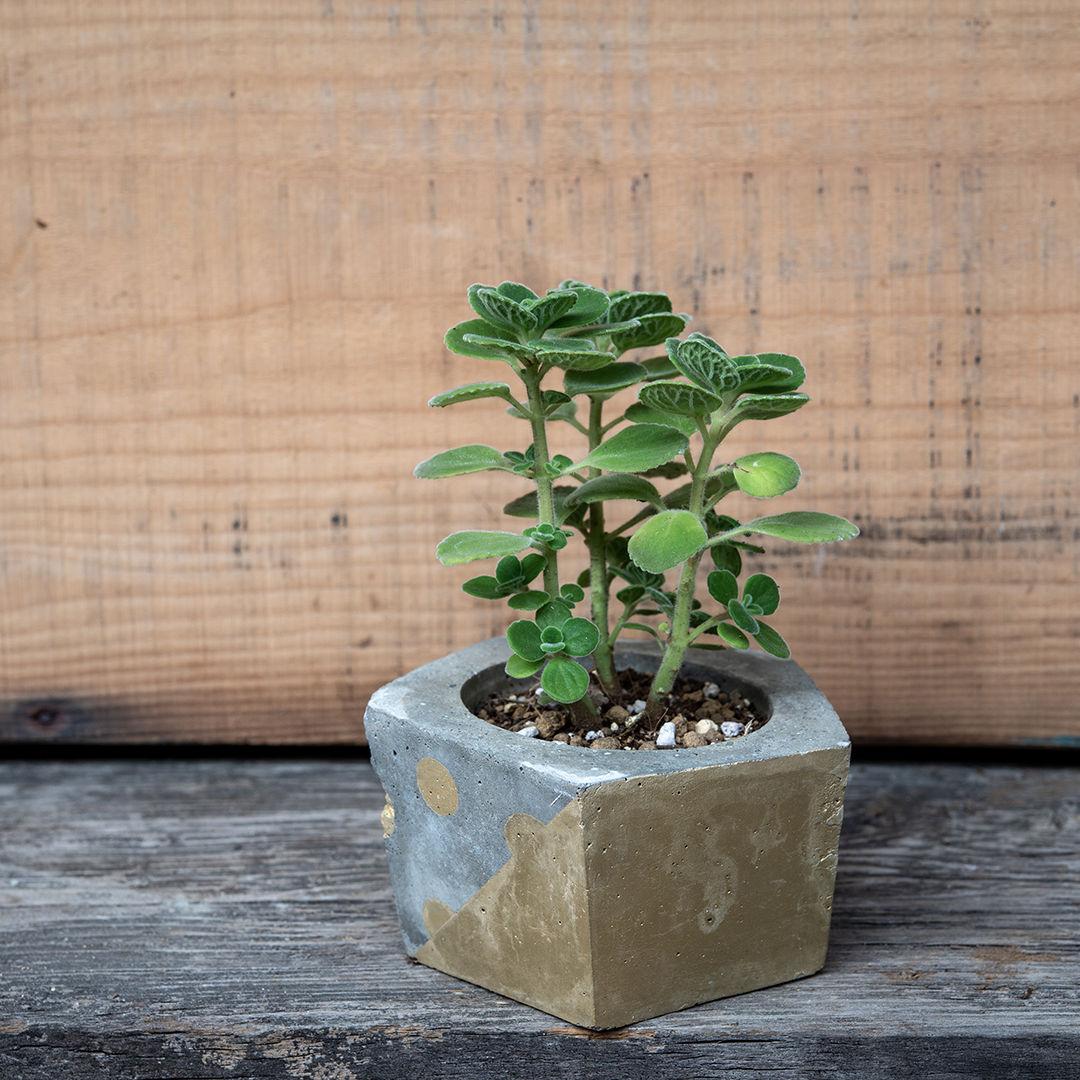 アロマティカス_02 ゴールド | SATO RISA GRAPHIC DESIGN