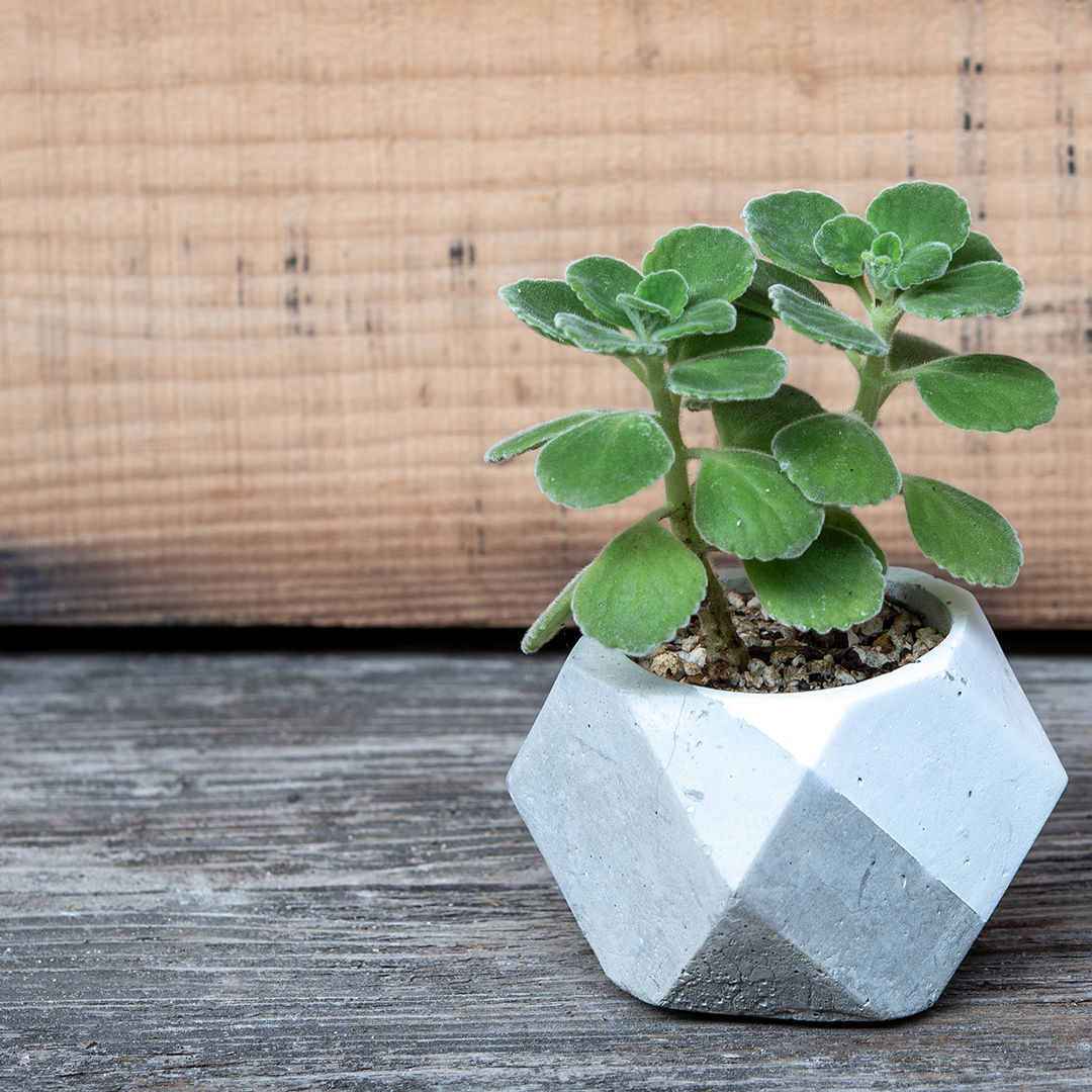 アロマティカス_03 ホワイト | SATO RISA GRAPHIC DESIGN