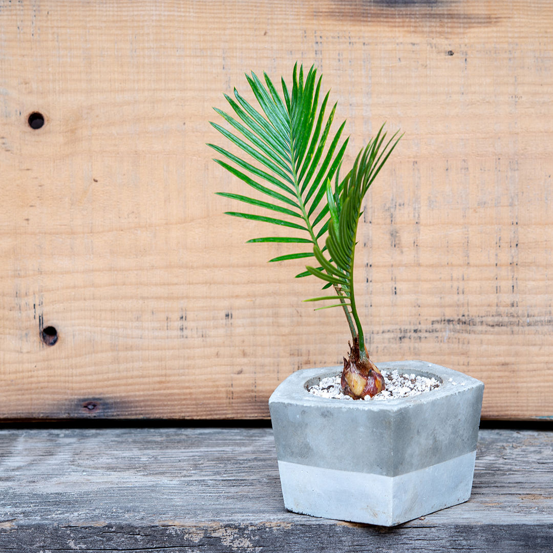 ソテツ_01 シルバー | SATO RISA GRAPHIC DESIGN