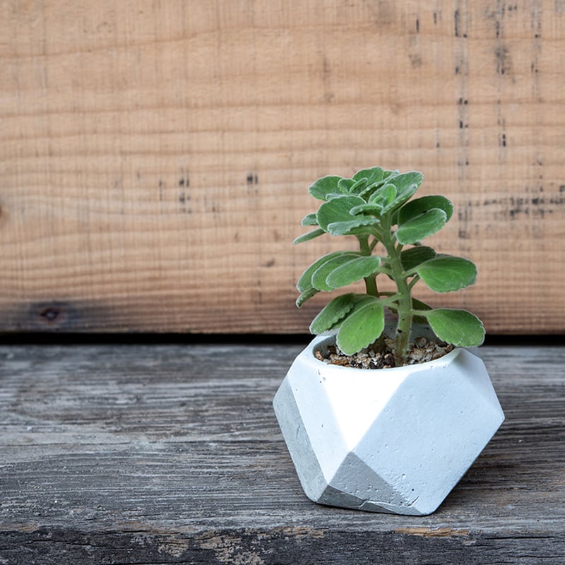 麦茶様　ご確認用　アロマテカス抜き苗 麦茶様 ご確認用 アロマテカス抜き苗 麦茶様 ご確認用