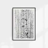 Birch