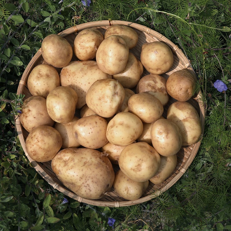 激安！　早い者勝ち　じゃがいも　58 じゃがいも焼酎MOTO | muni