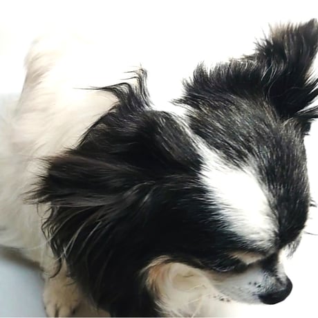 シニア犬に嬉しい♪水の要らないシャンプー　ドライジェルニームシャンプー400ｇ ＜詰め替え用＞