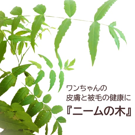 ★トライアルミニボトル40ml★　アーユルニームシャンプー