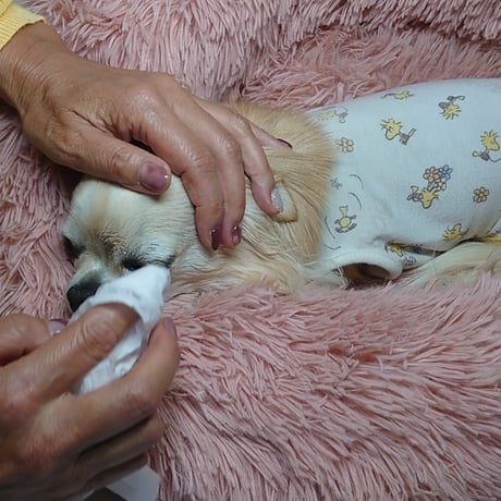 シニア犬に嬉しい♪水の要らないシャンプー　ドライジェルニームシャンプー400ｇ ＜詰め替え用＞