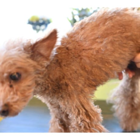 シニア犬に嬉しい♪水の要らないシャンプー　ドライジェルニームシャンプー400ｇ ＜詰め替え用＞