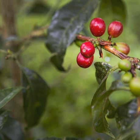 シドラ　-Colombia-　５００g