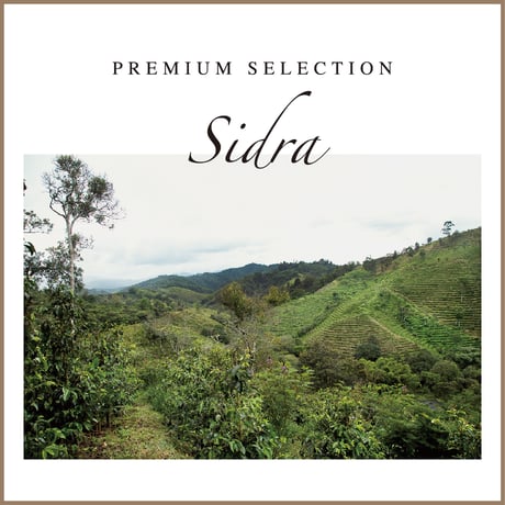 シドラ　-Colombia-　５００g