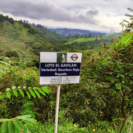 シドラ　-Colombia-　５００g