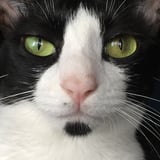 colombo cornershop