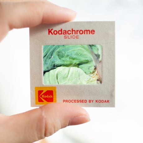 キャベツ