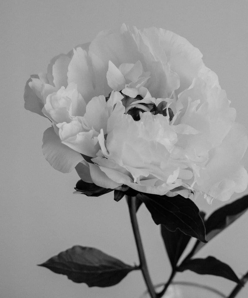 iCONOLOGY  花を着るブラウス  #01【芍薬】-black- 花を着るブラウス#01【芍薬】-black- | iCONOLOGY
