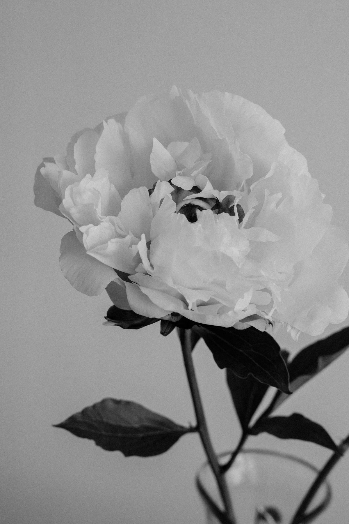 花を着るブラウス#01【芍薬】-black- | iCONOLOGY 花を着るブラウス#01【芍薬】-black- | iCONOLOGY