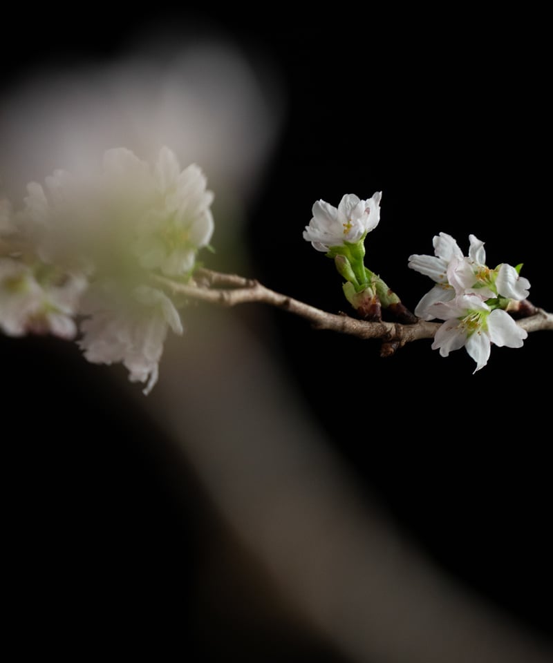 花を着るワンピース#02【桜】-navy- | iCONOLOGY