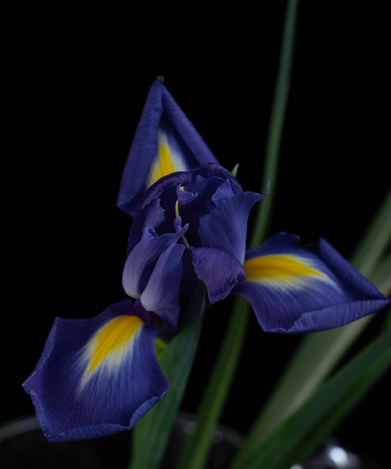 花を着るワンピース#02【菖蒲】-black- | iCONOLOGY