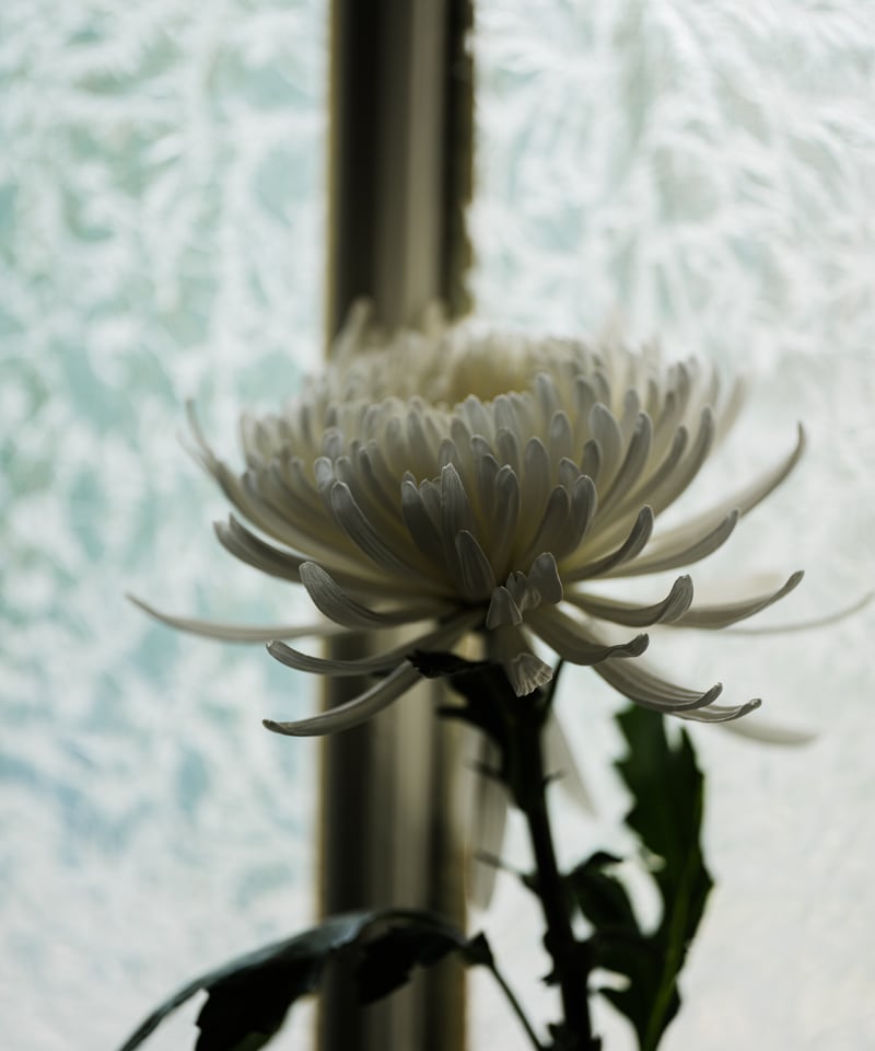 花を着るブラウス#05【菊】 -white- | iCONOLOGY