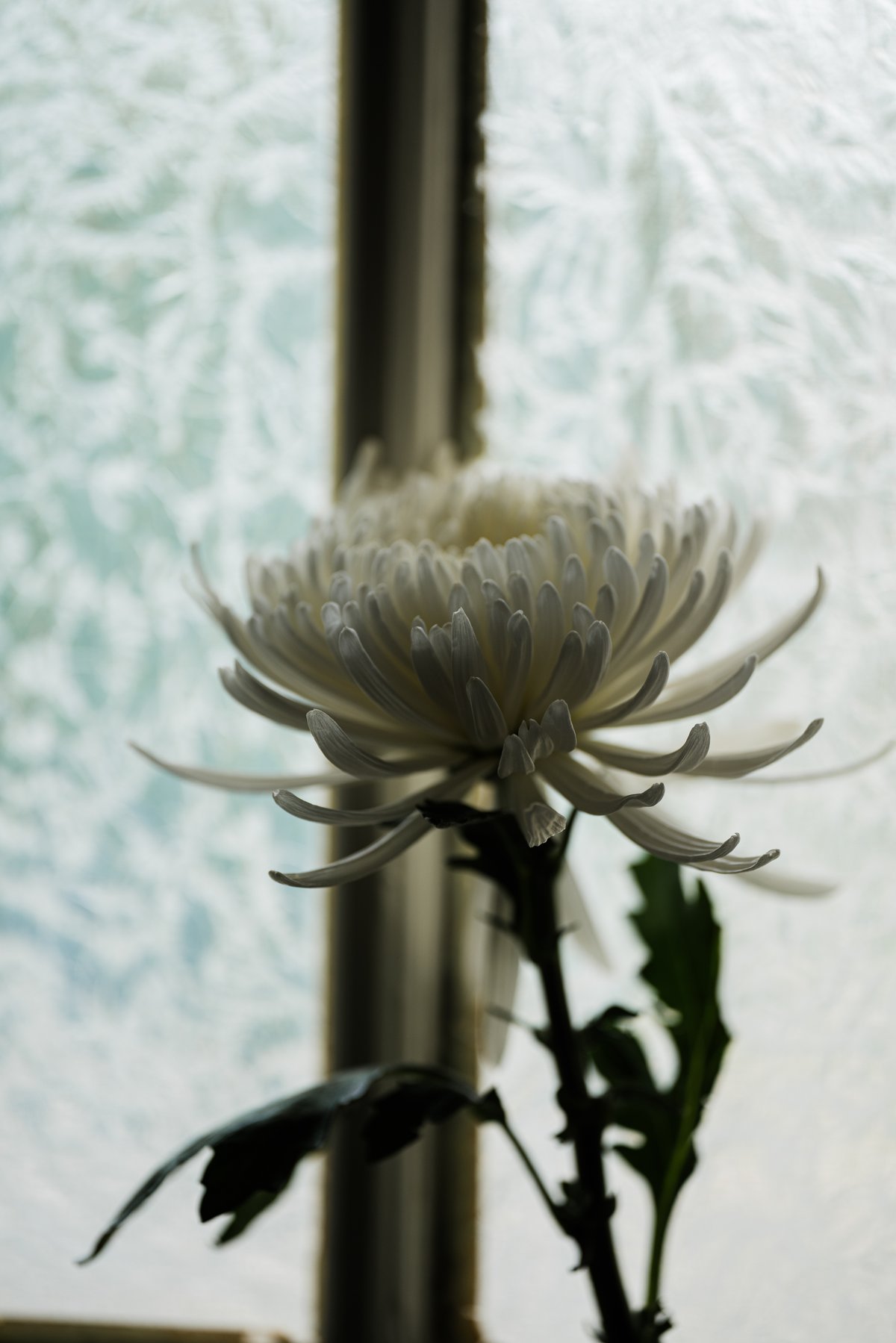 iCONOLOGY 花を着るブラウス　菊 花を着るブラウス#05【菊】 -black- | iCONOLOGY