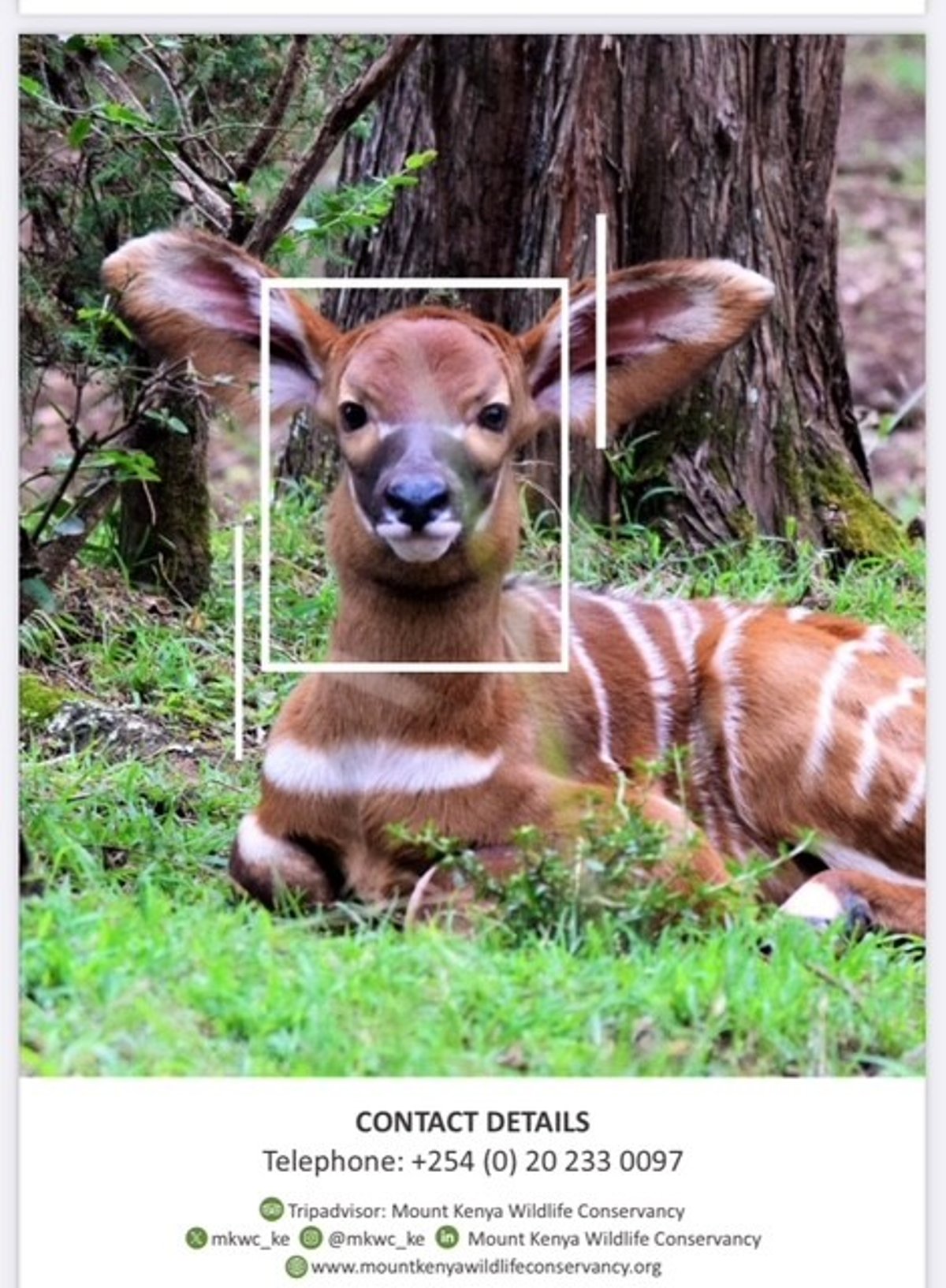 MKWC（マウントケニア野生動物保護協会）2024年活動報告 | Kangarui