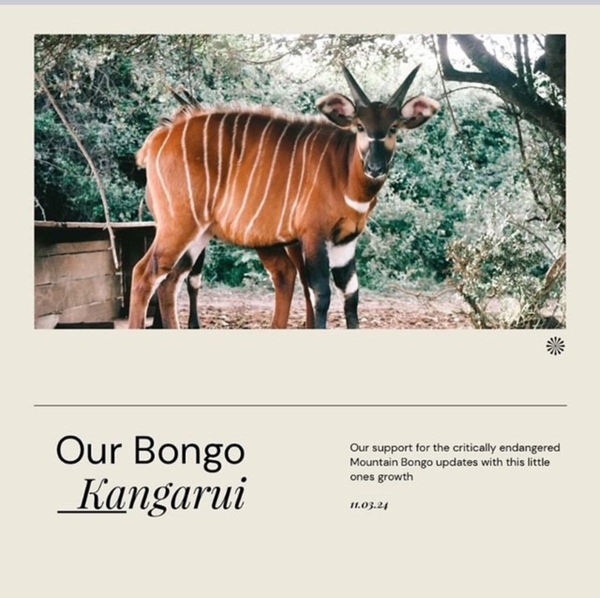 ケニアのマウンテンボンゴ”カンガルイ君”の成長報告 | Kangarui