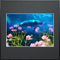 Dolphin Sky -秋空に舞う-
