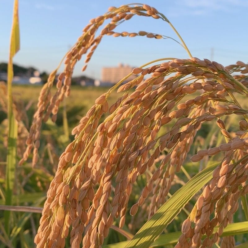 R7年産　農薬不使用米 R7年新米【🌾栽培期間中🌾】 農薬不使用米 5kg | NAO RICE