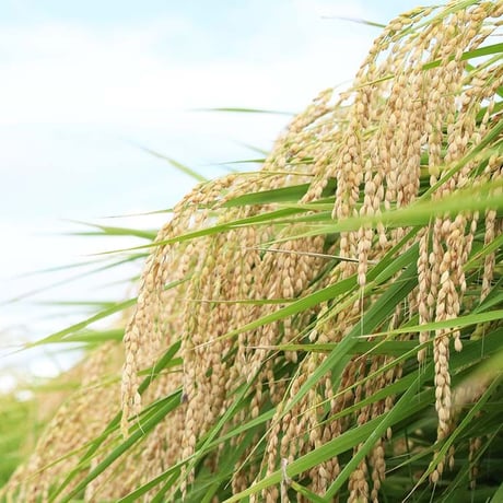 農薬節減米　コシヒカリ   5kg