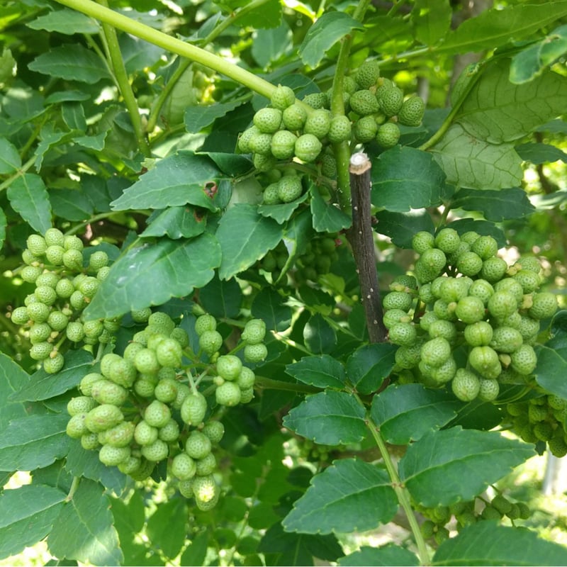 北秋田阿仁産手作り塩蔵実山椒50g | じゃんごの郷STORE