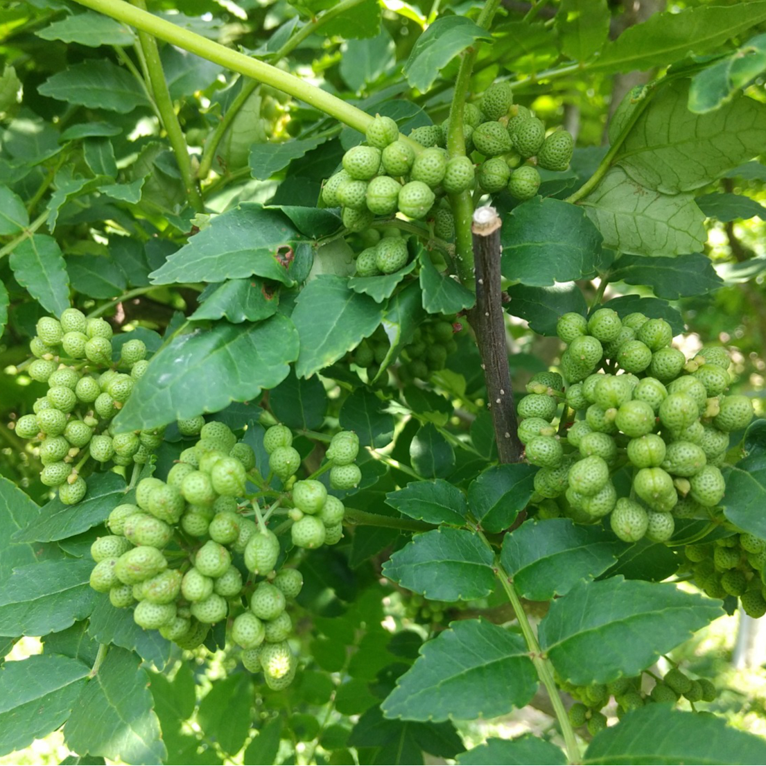 北秋田阿仁産手作り塩蔵実山椒50g | じゃんごの郷STORE