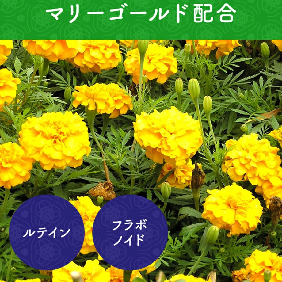 66497d0c7ae4bd2445882f38