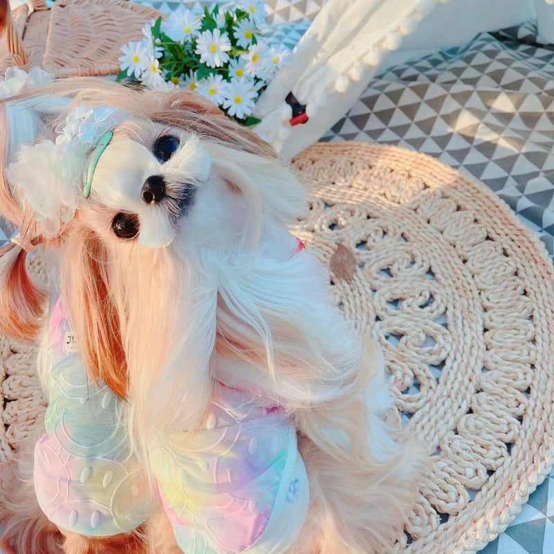 アイミースタンドエナメルキャディー 楽天市場】IOMIC イオミック エナメル スタンドキャディバッグ 9型