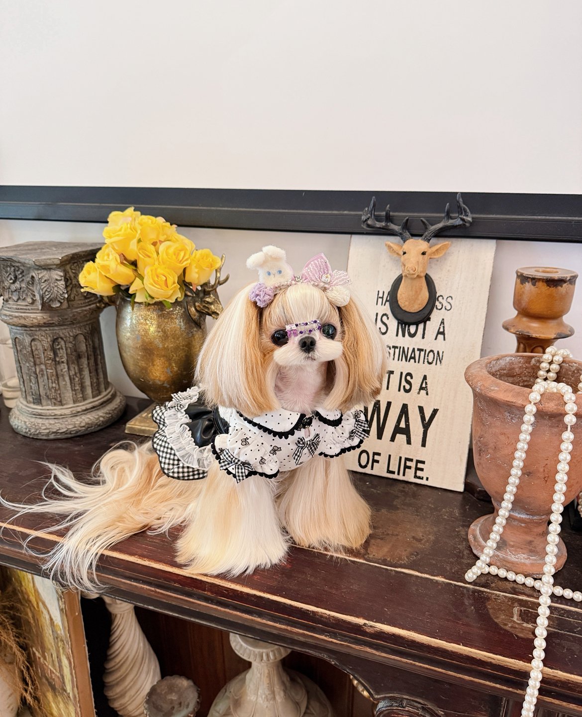 Mimiベア | crazy for WAN