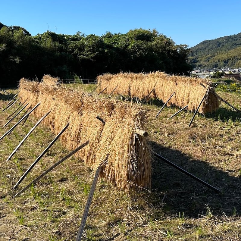 しめ縄飾り2020No.27大輪ダリア 本藁 稲穂 異なり 値下げ中