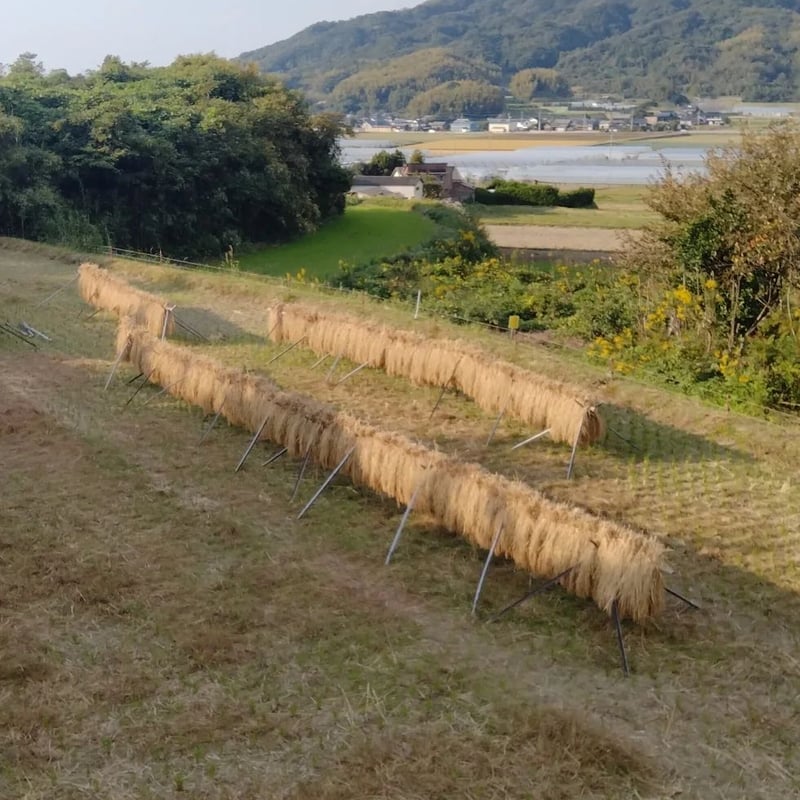 しめ縄飾り（完成品）送料込 | 杉の木クラフト 