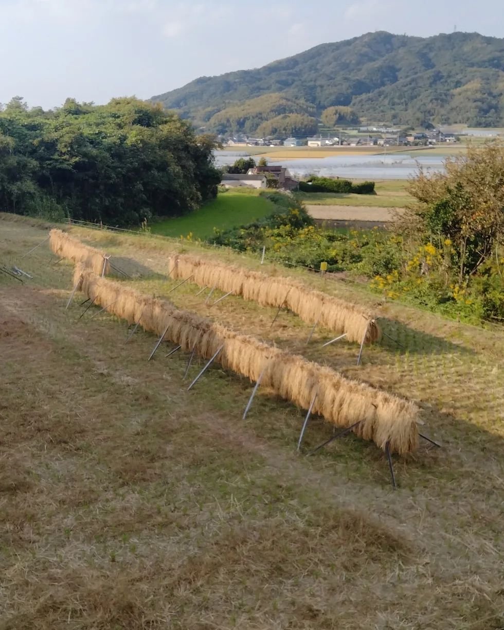 59自家栽培ドライ含む しめ飾りしめ縄 松飾り 注連 正月 スワッグ