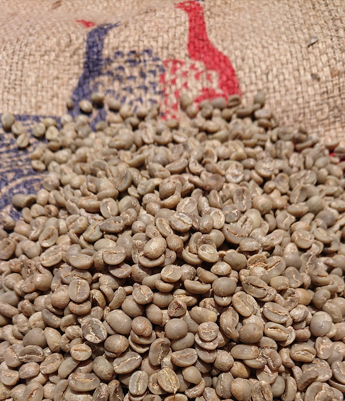 インドネシア スンダ ジャバ（コーヒー生豆） 5kg | モンデンコーヒー