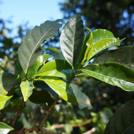 ★売り切れました★今月の限定珈琲　500g(250×2）【受注焙煎】  （９月24日～10月中旬まで販売予定）