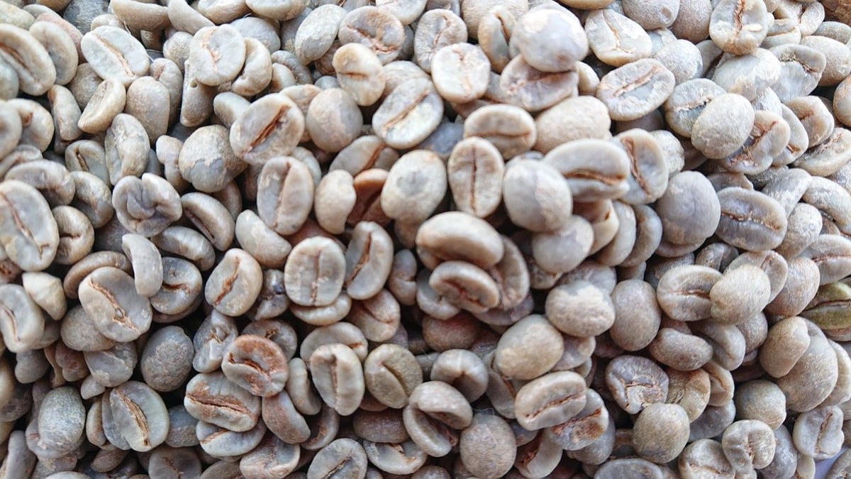 コーヒー生豆 5kg ブラジル パライーソ No2 大容量 コーヒー生豆 5kg ブラジル パライーソ No2 大容量 ブラジル