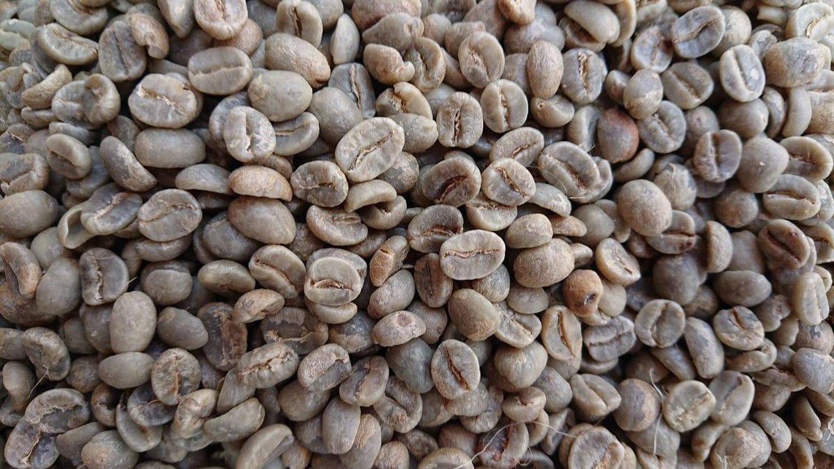 【コーヒー生豆】キリマンジャロ　タンザニア AA 5kg　 ※送料無料 生豆・タンザニア・キリマンジャロ AA | いりたてコーヒー豆専門