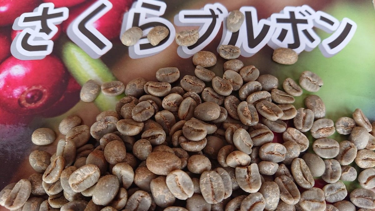 ブラジル さくらブルボン（コーヒー生豆） 5kg | モンデンコーヒー