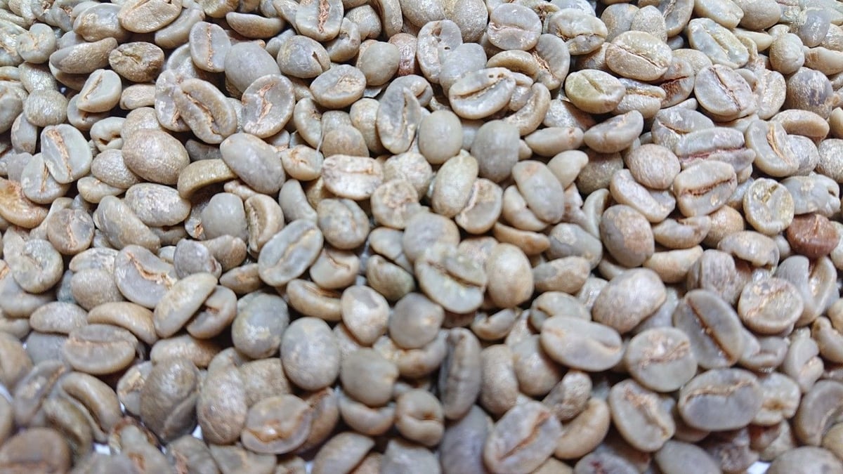 コーヒー　ブラジル　サントス生豆　5kg 楽天市場】ブラジルサントス 自家焙煎 シングル / 豆のまま・挽