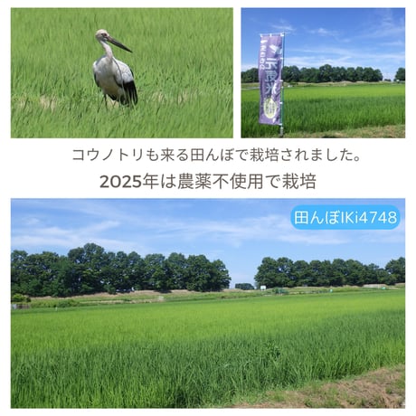 2025年産・生きもの元気米プレミアム（転換期間中）白米5kg コシヒカリ